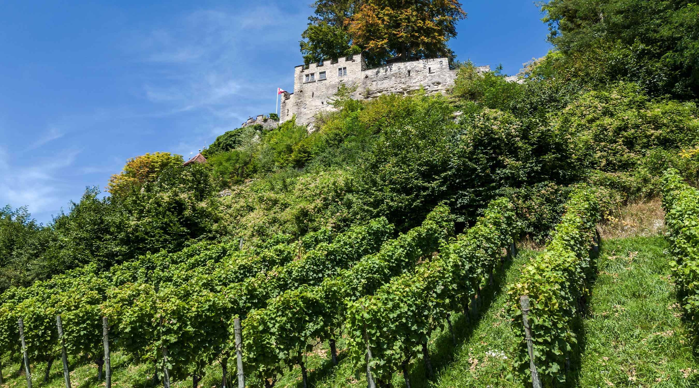 <p><strong><strong>In Teufenthal</strong><strong><br
/></strong></strong>Rebgut Schloss Trostburg<br
/></p>